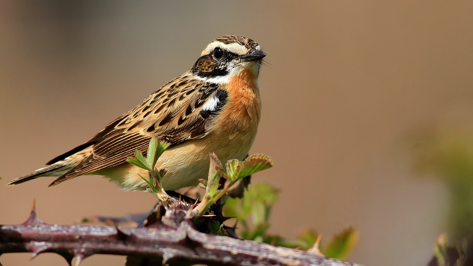 Çayır taşkuşu » Whinchat » Saxicola rubetra