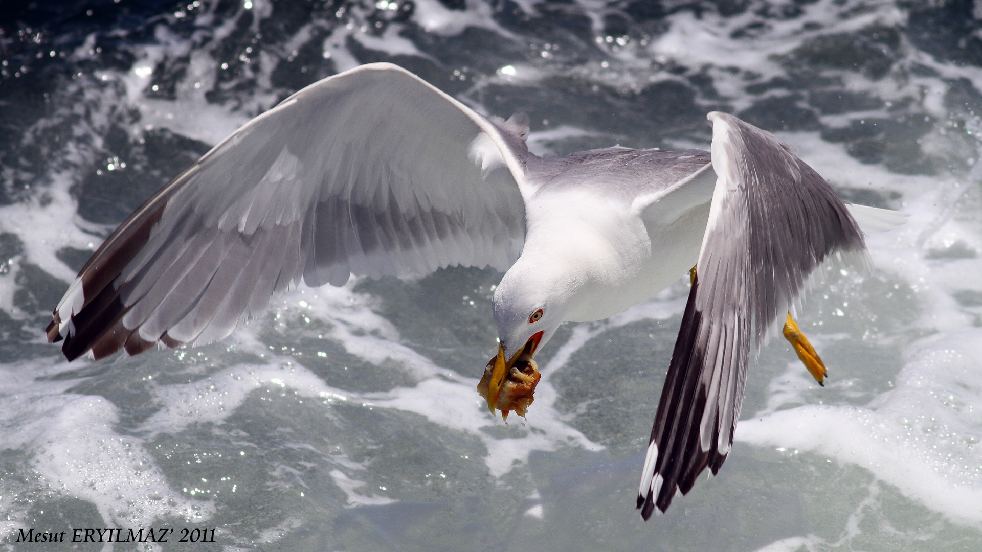 Gümüş martı » Yellow-legged Gull » Larus michahellis