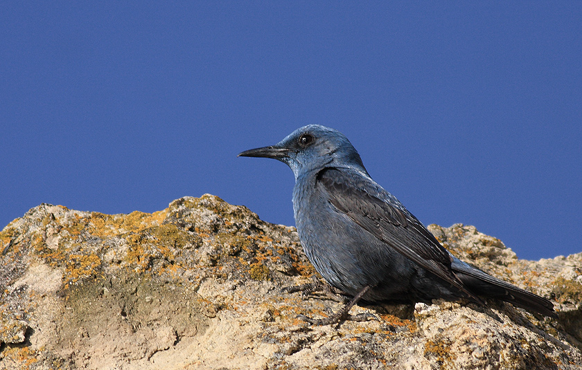 Gökardıç