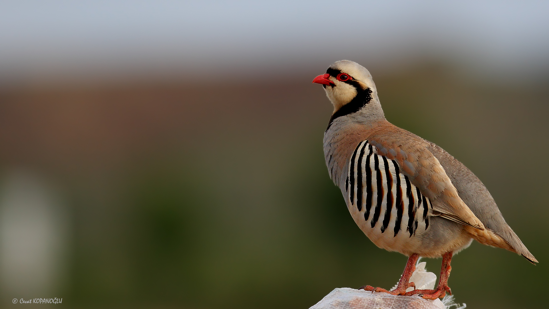 Kınalı keklik » Chukar Partridge » Alectoris chukar