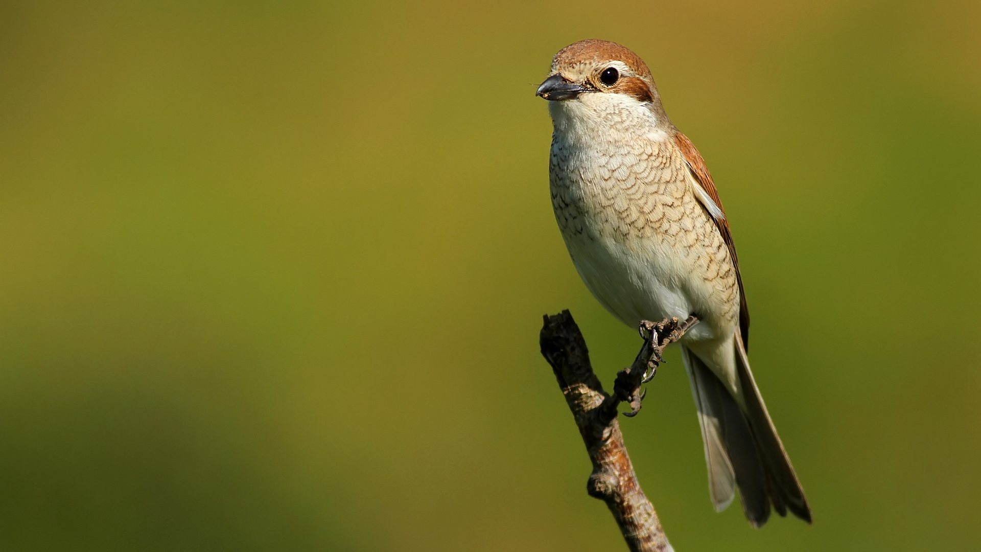 Kızılsırtlı örümcekkuşu » Red-backed Shrike » Lanius collurio