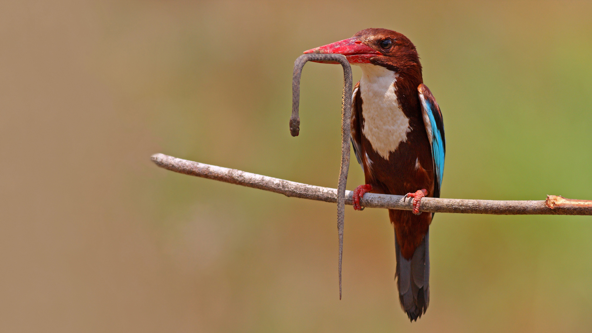 İzmir yalıçapkını » White-throated Kingfisher » Halcyon smyrnensis