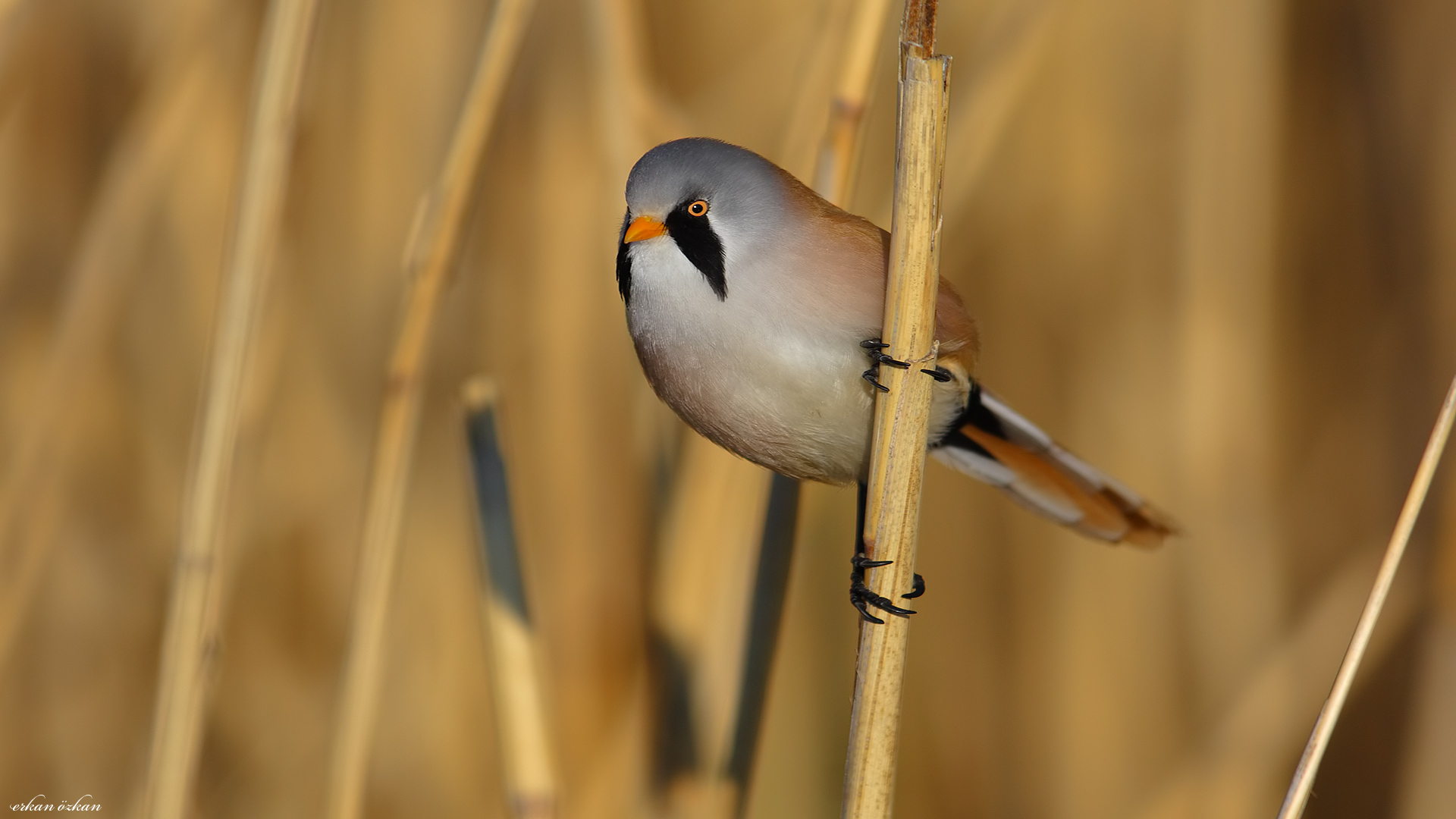 Bıyıklı baştankara » Bearded Reedling » Panurus biarmicus