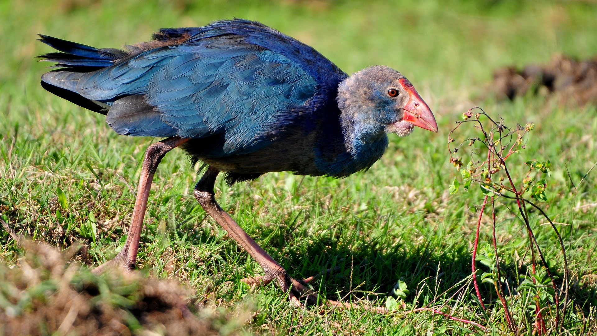 Sazhorozu » Purple Swamphen » Porphyrio porphyrio