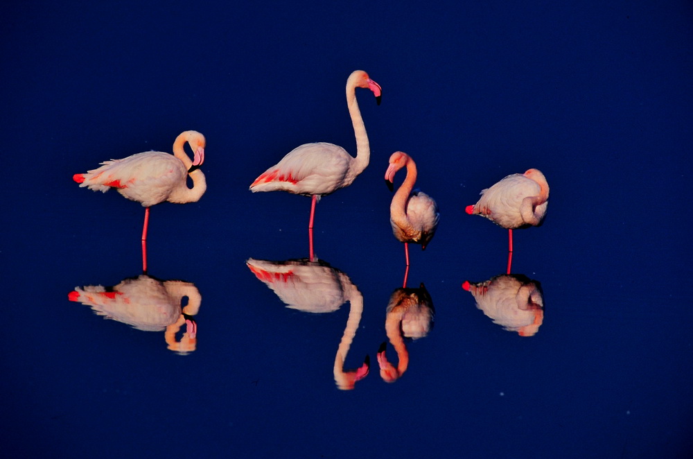 Flamingo