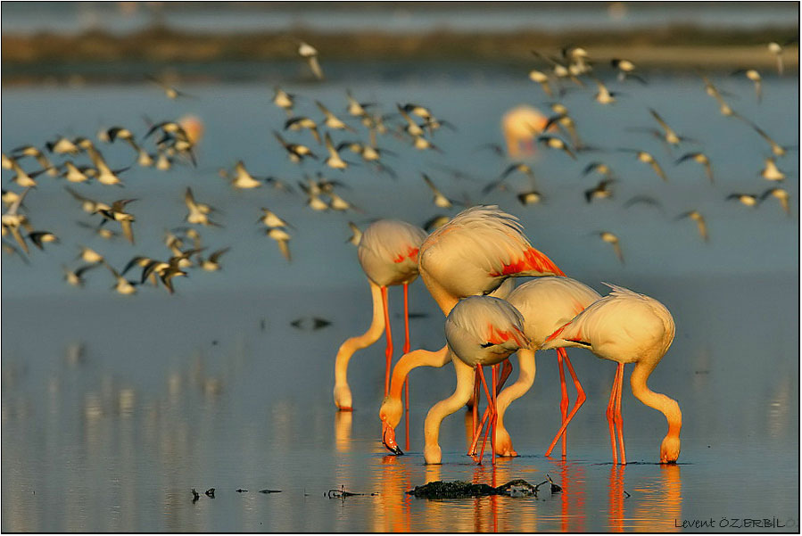 Flamingo