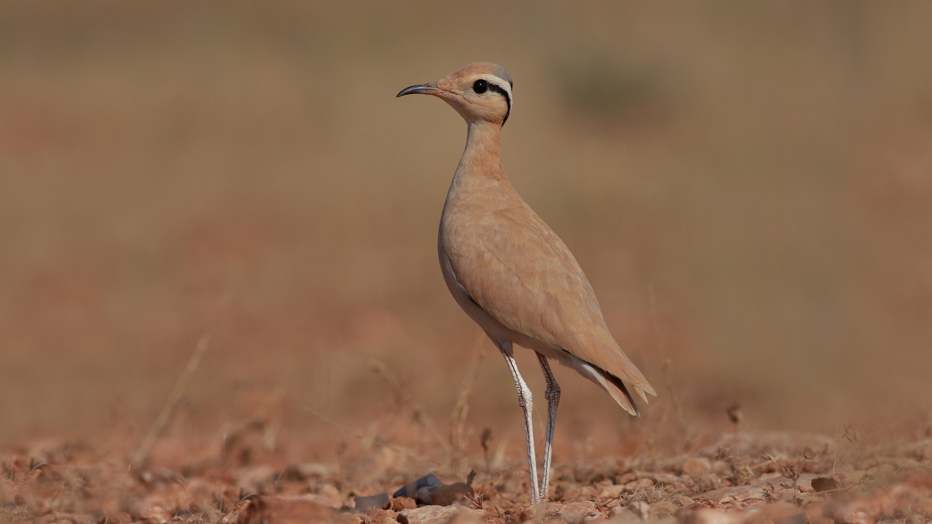 Çölkoşarı » Cream-colored Courser » Cursorius cursor