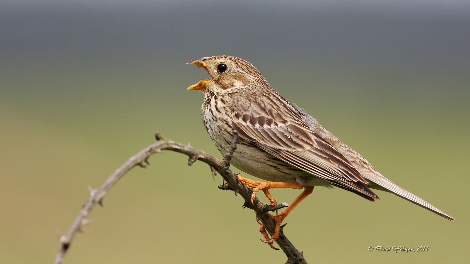 Tarla kirazkuşu » Corn Bunting » Emberiza calandra