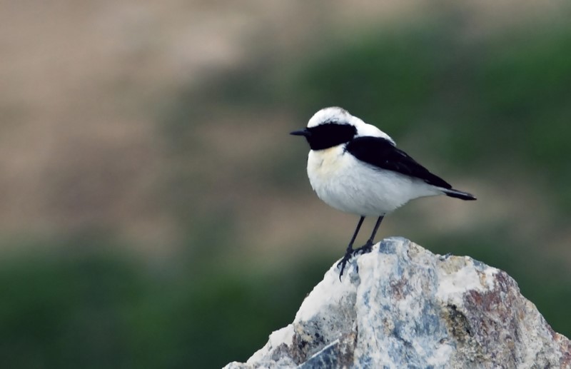 Karakulaklı kuyrukkakan