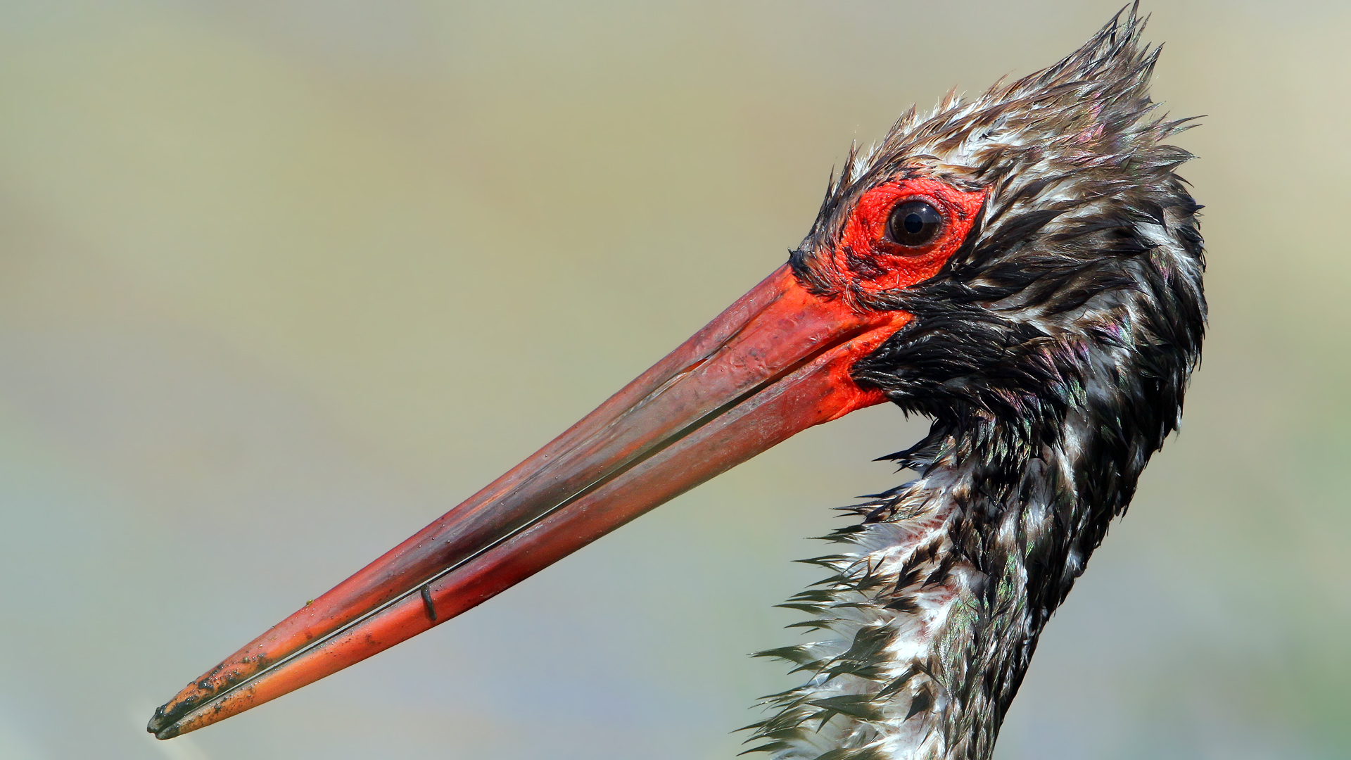 Kara leylek » Black Stork » Ciconia nigra