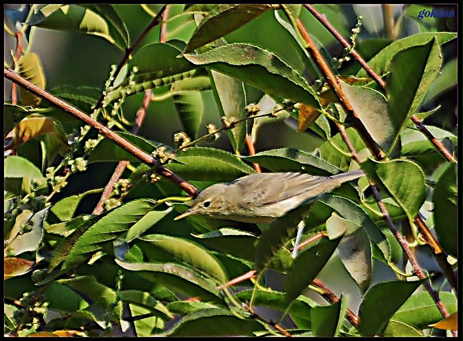 Zeytin mukallidi