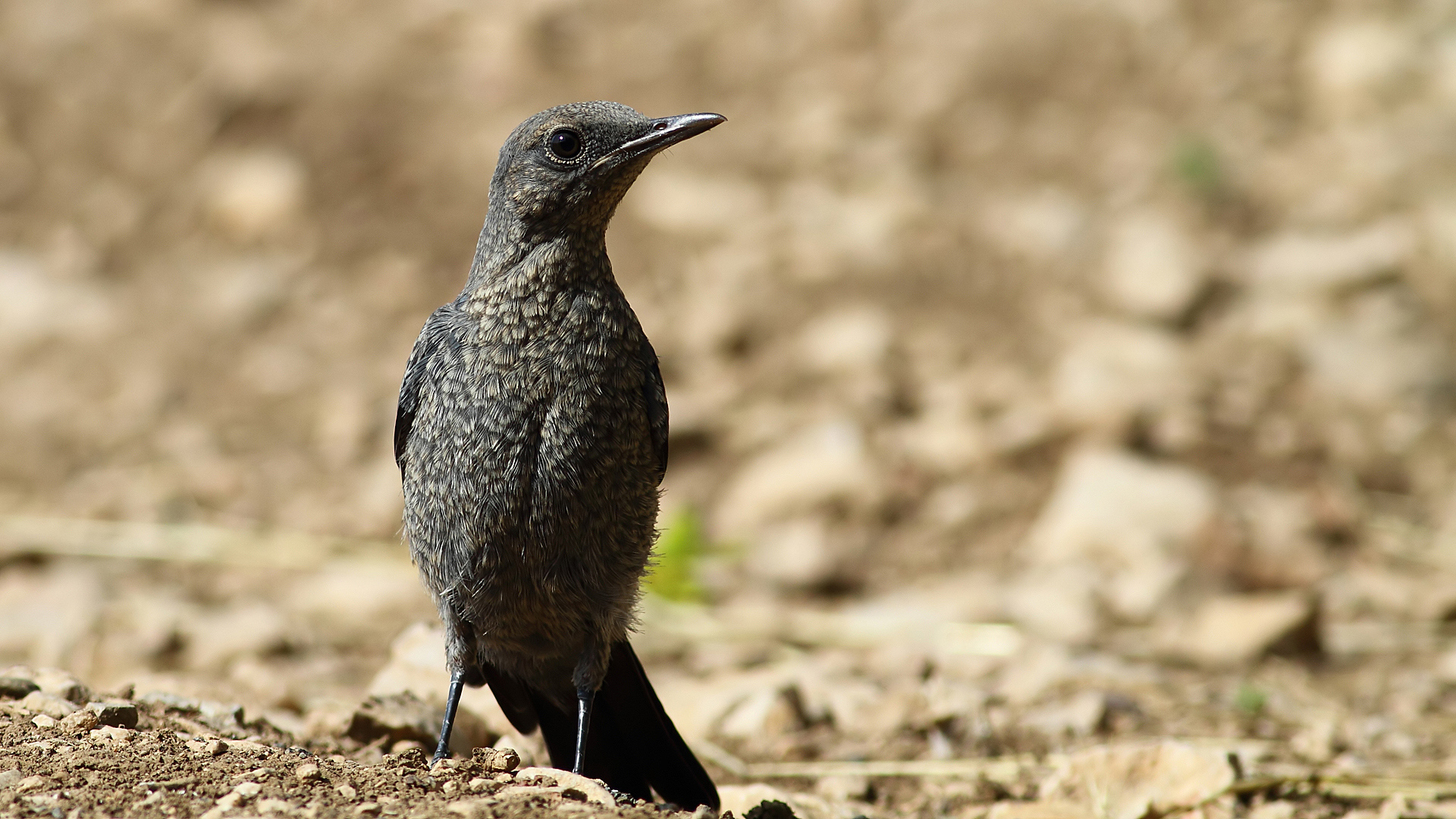 Gökardıç » Blue Rock Thrush » Monticola solitarius