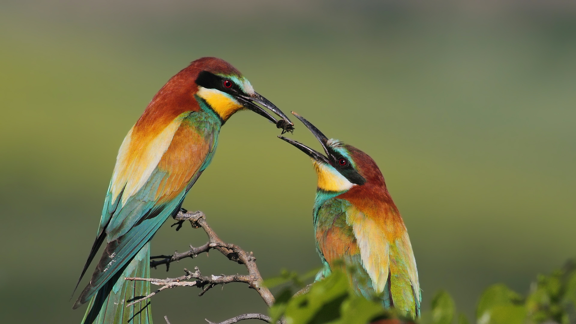 Arıkuşu » European Bee-eater » Merops apiaster