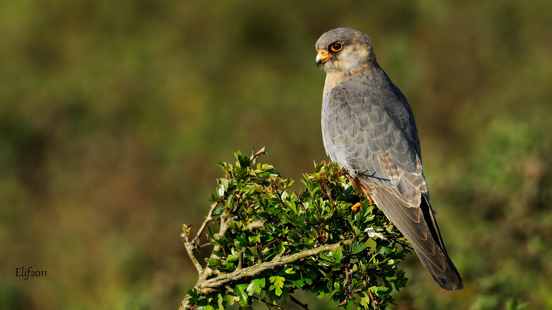 Ala doğan » Red-footed Falcon » Falco vespertinus