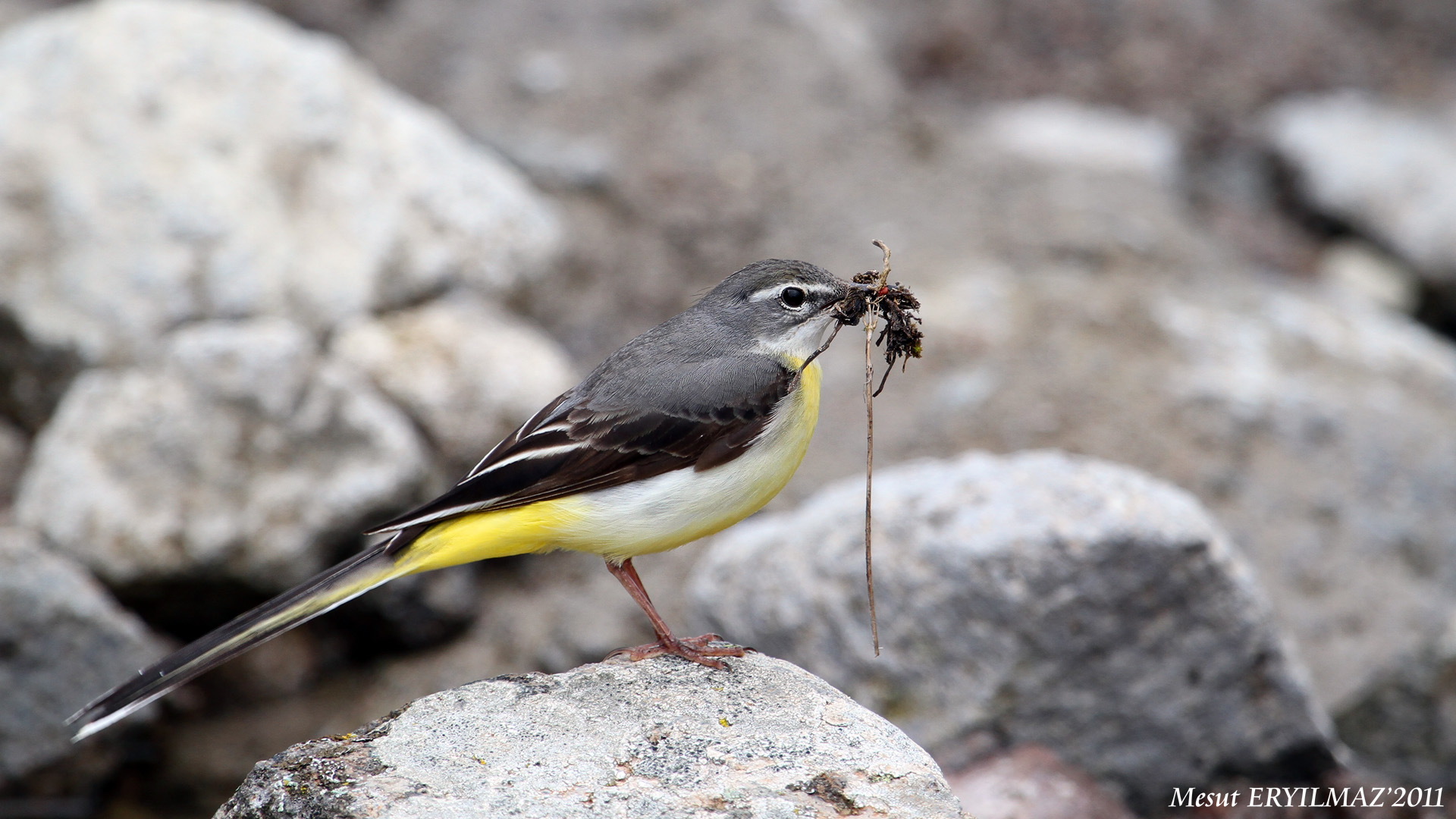 Dağ kuyruksallayanı » Grey Wagtail » Motacilla cinerea