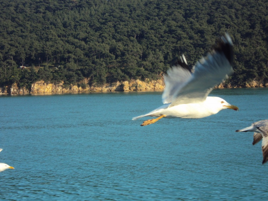 Gümüş martı