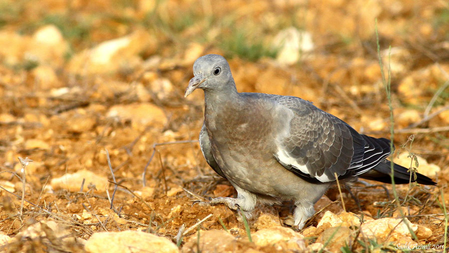 Tahtalı