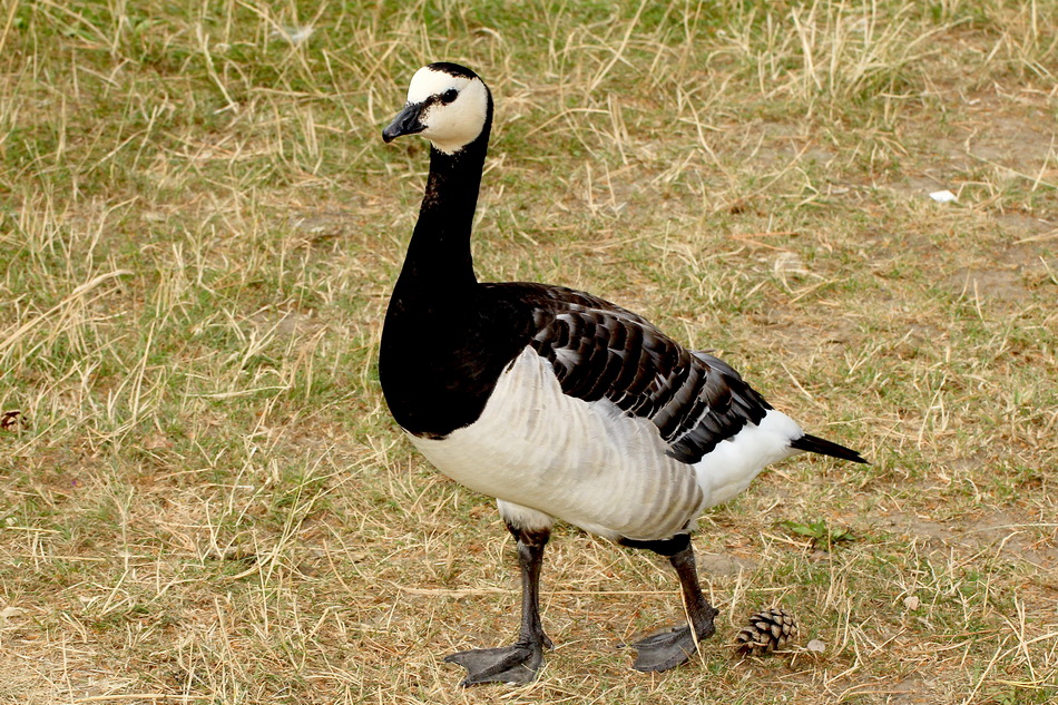 Akyanaklı kaz