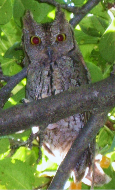 İshakkuşu