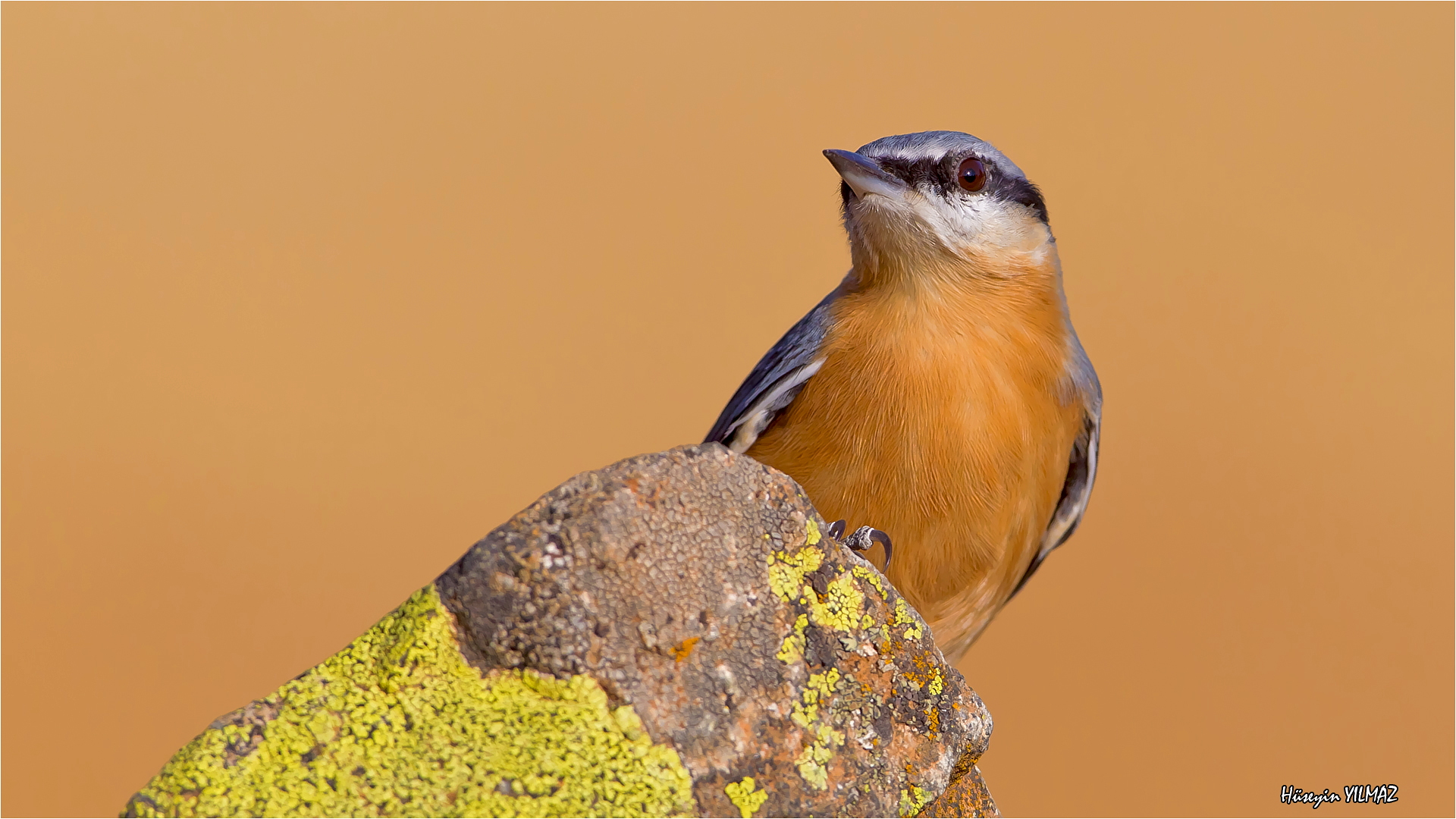 Sıvacı » Eurasian Nuthatch » Sitta europaea