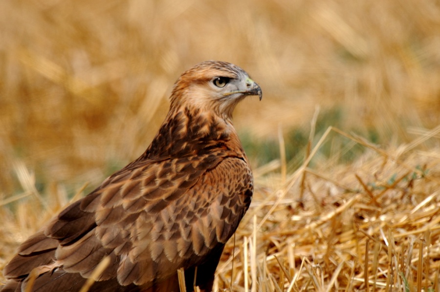 Kızıl şahin