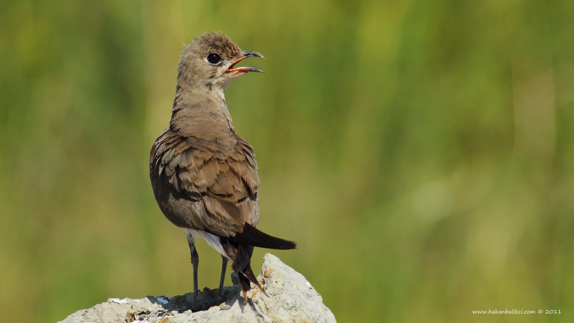 Bataklıkkırlangıcı » Collared Pratincole » Glareola pratincola