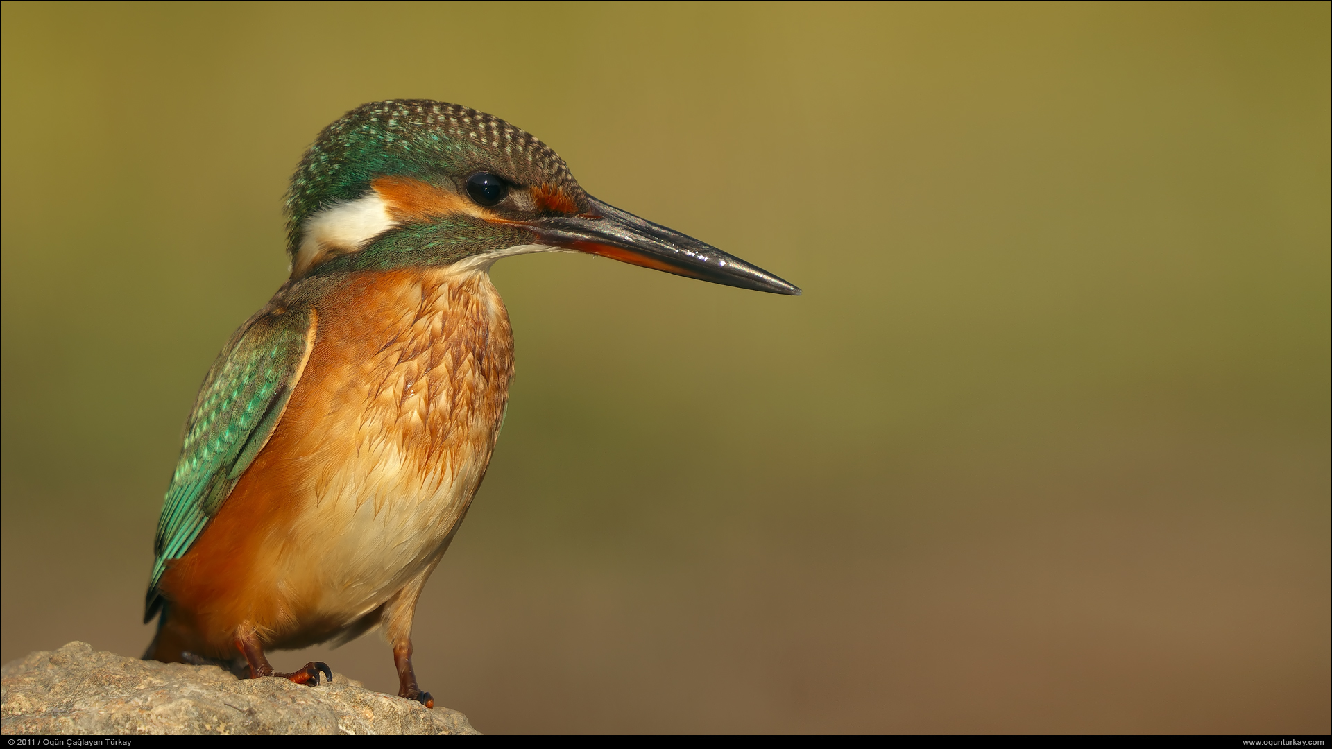 Yalıçapkını » Common Kingfisher » Alcedo atthis