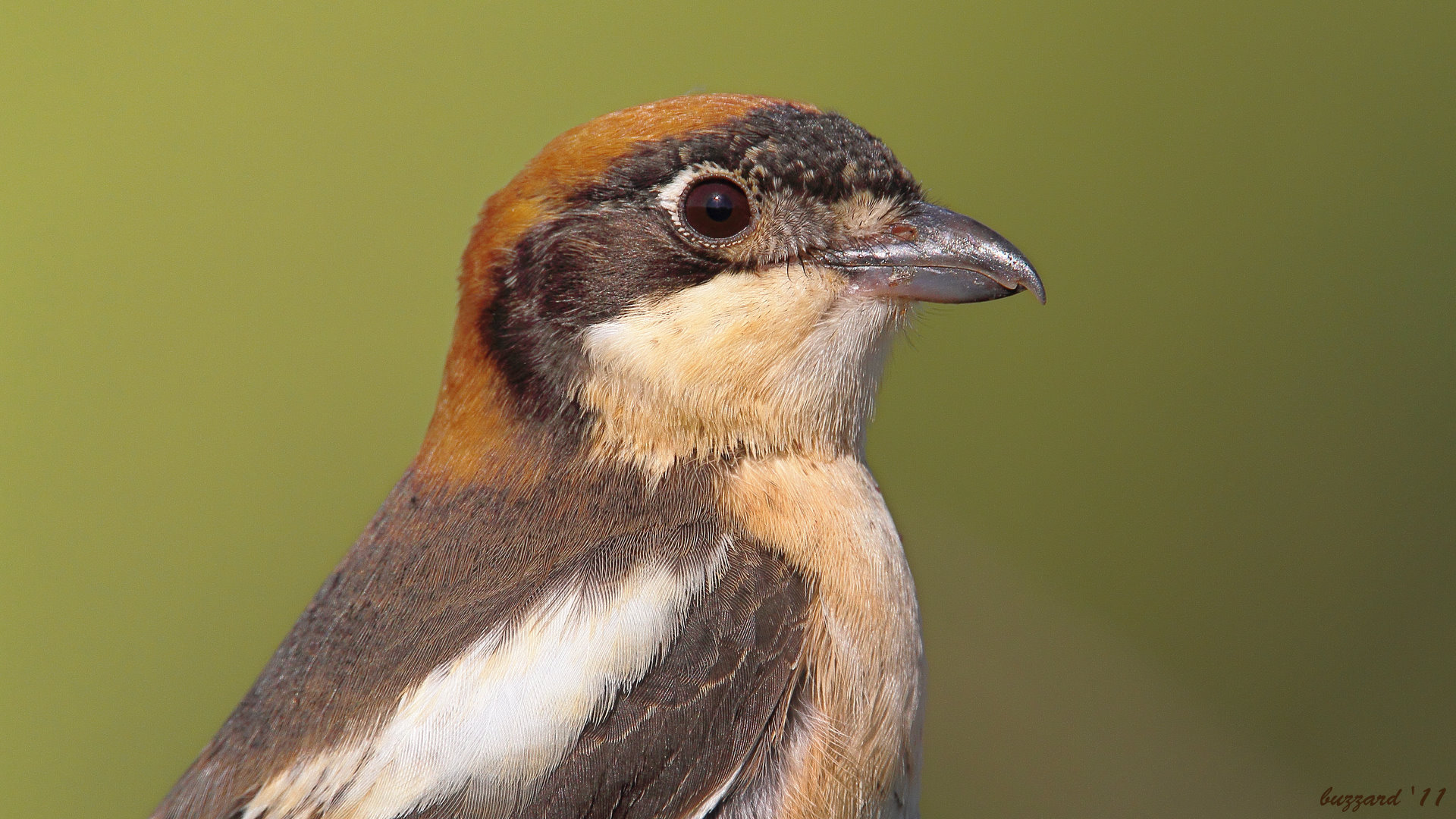 Kızılbaşlı örümcekkuşu » Woodchat Shrike » Lanius senator