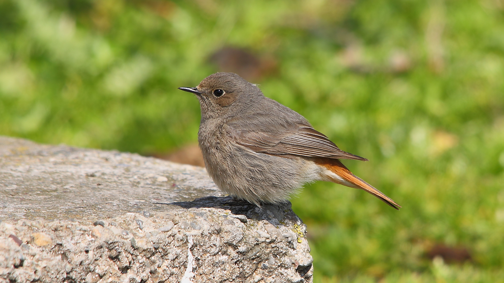 Kara kızılkuyruk » Black Redstart » Phoenicurus ochruros