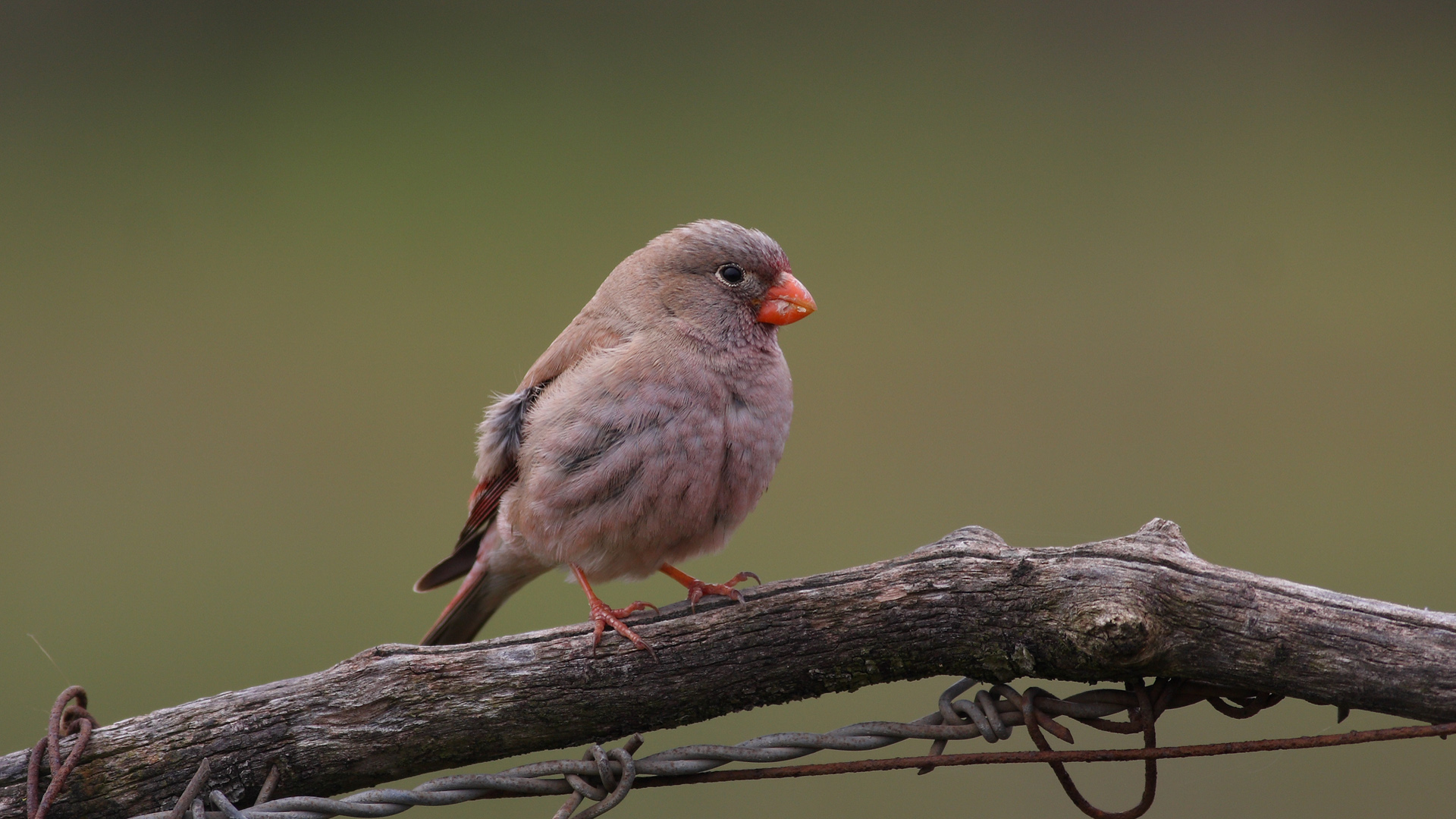 Küçük alamecek » Trumpeter Finch » Bucanetes githagineus