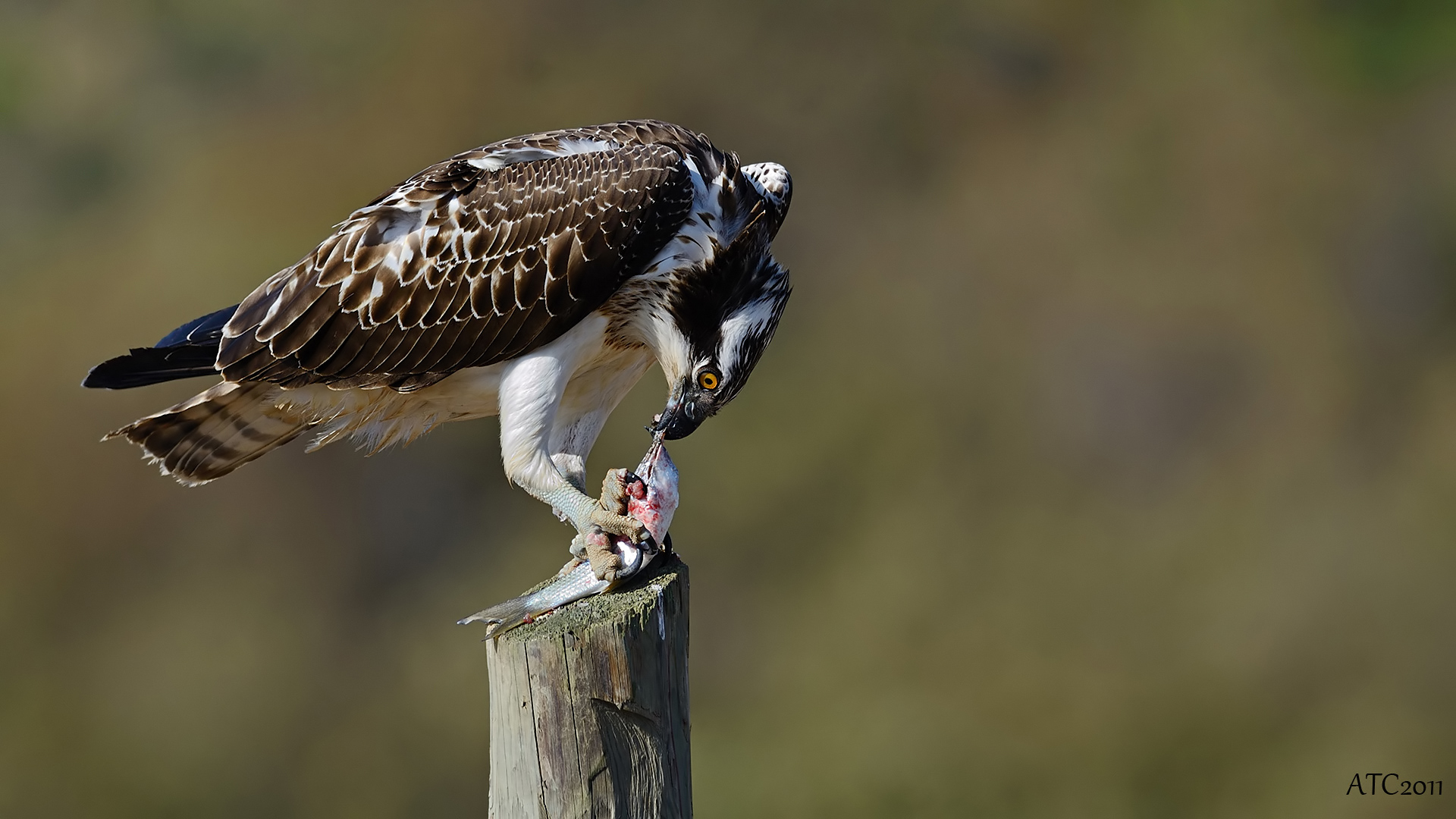 Balık kartalı » Western Osprey » Pandion haliaetus