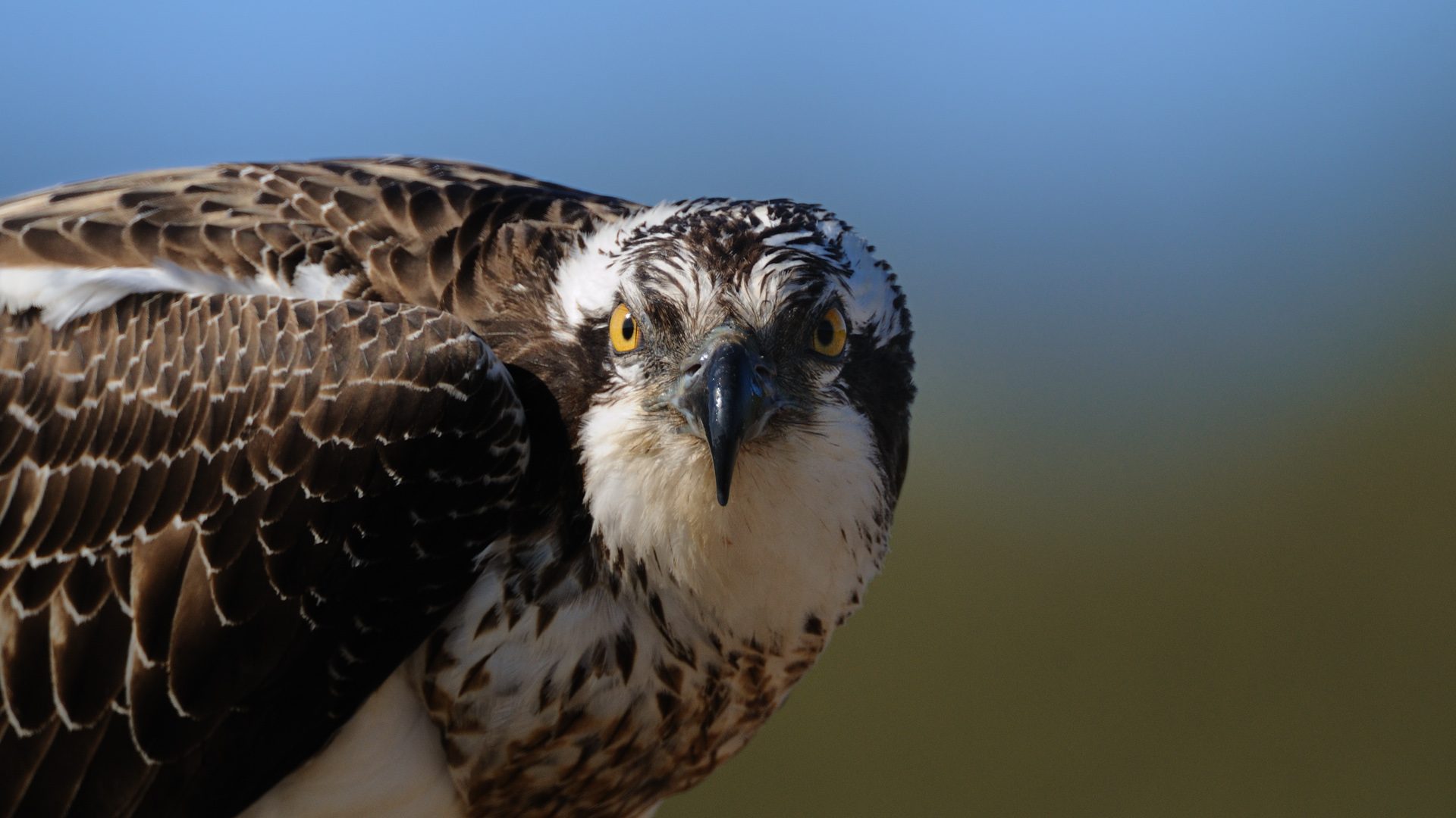 Balık kartalı » Western Osprey » Pandion haliaetus