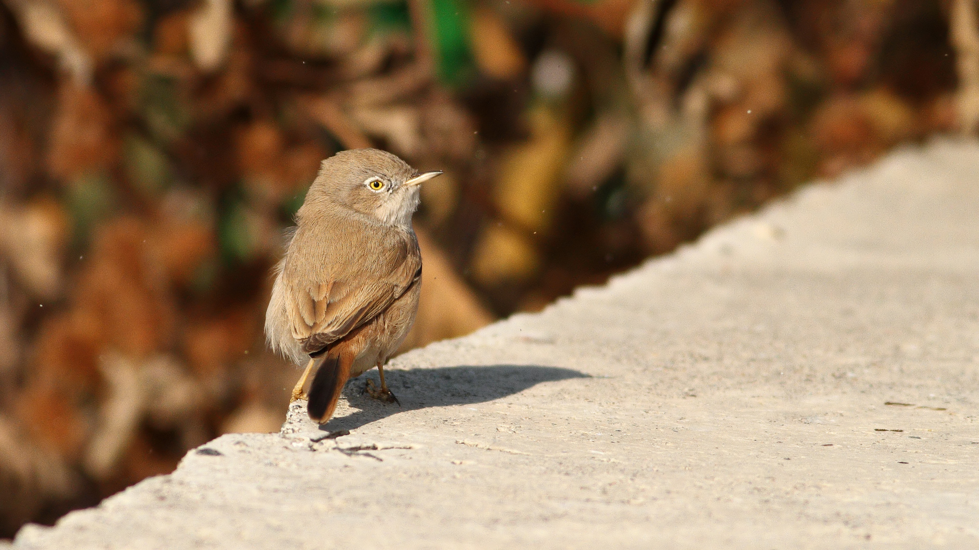 Çöl ötleğeni » Asian Desert Warbler » Sylvia nana