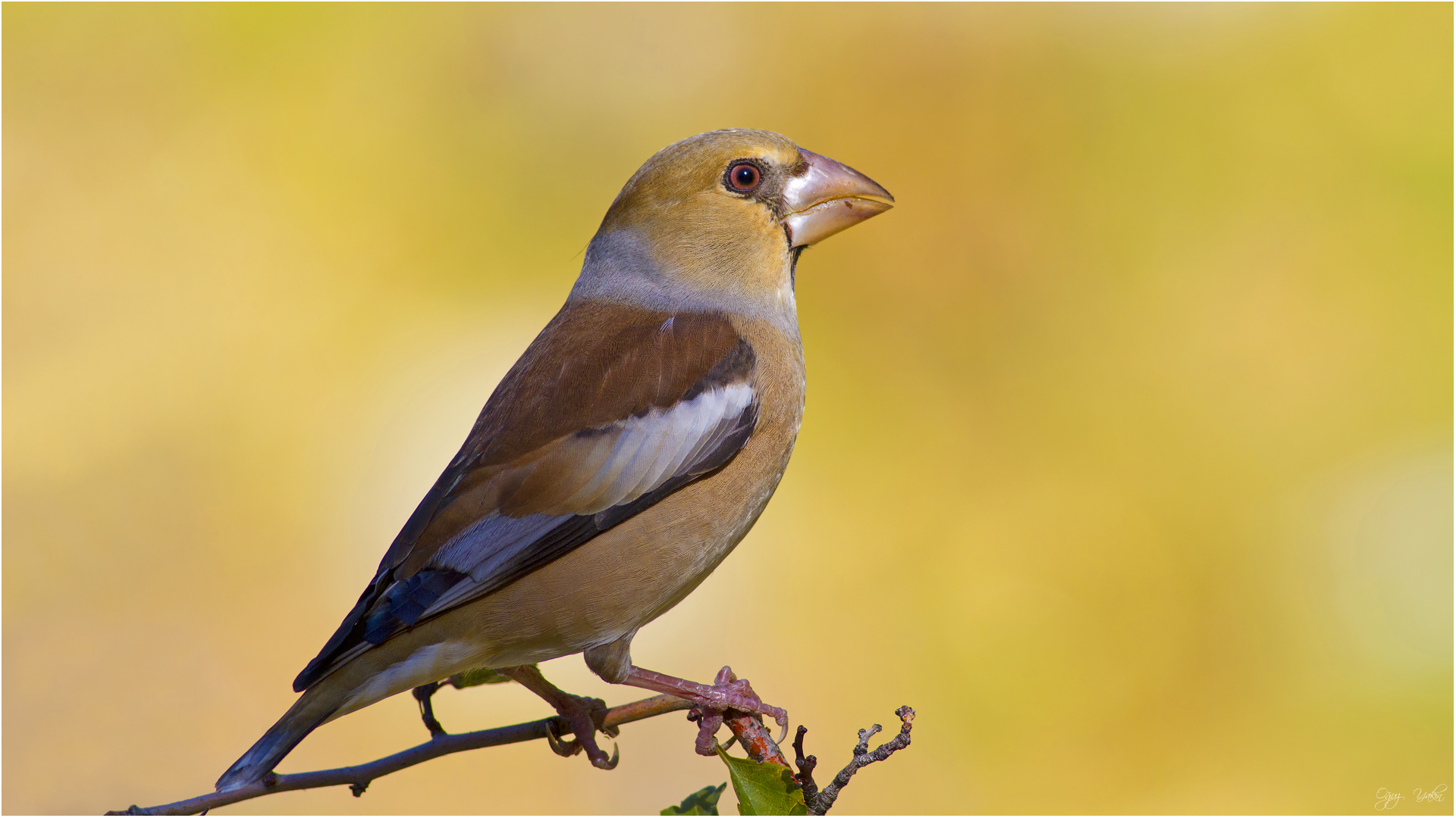 Kocabaş » Hawfinch » Coccothraustes coccothraustes