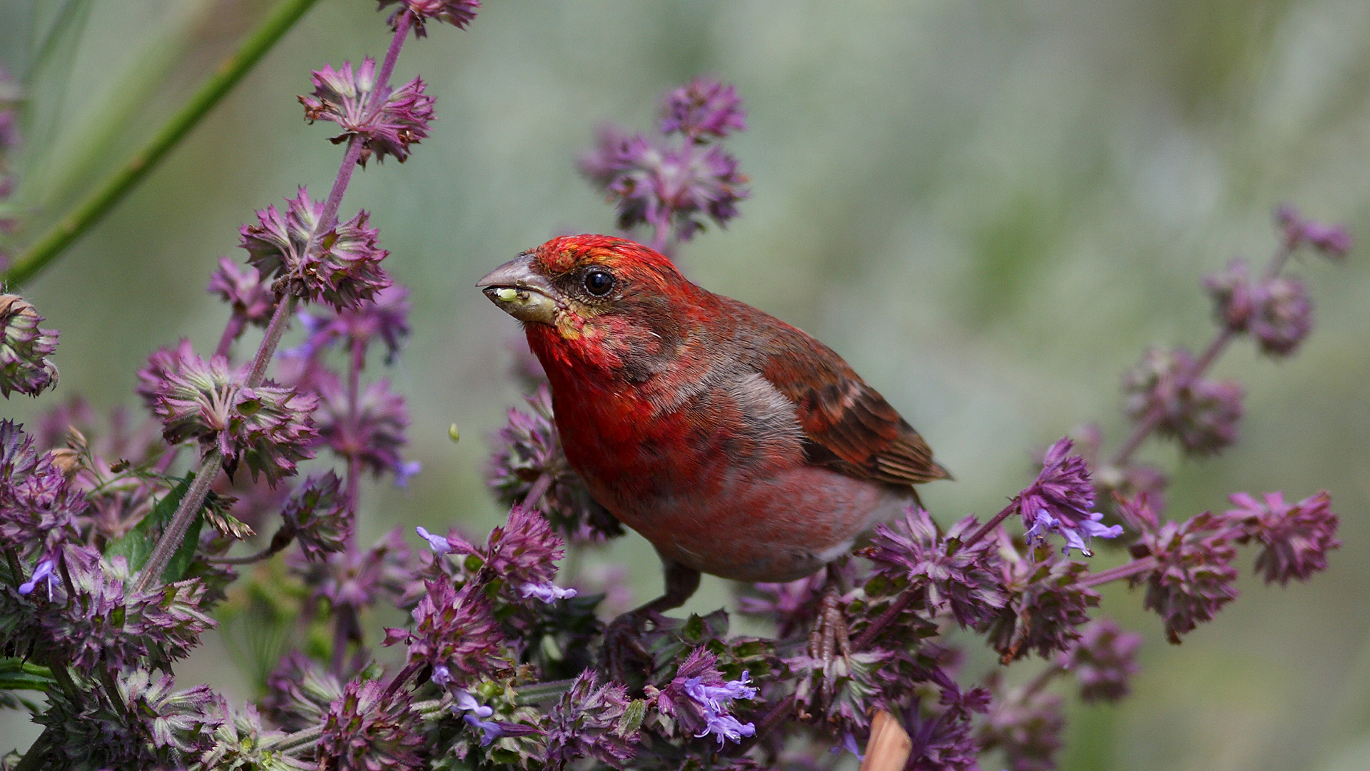 Çütre » Common Rosefinch » Carpodacus erythrinus