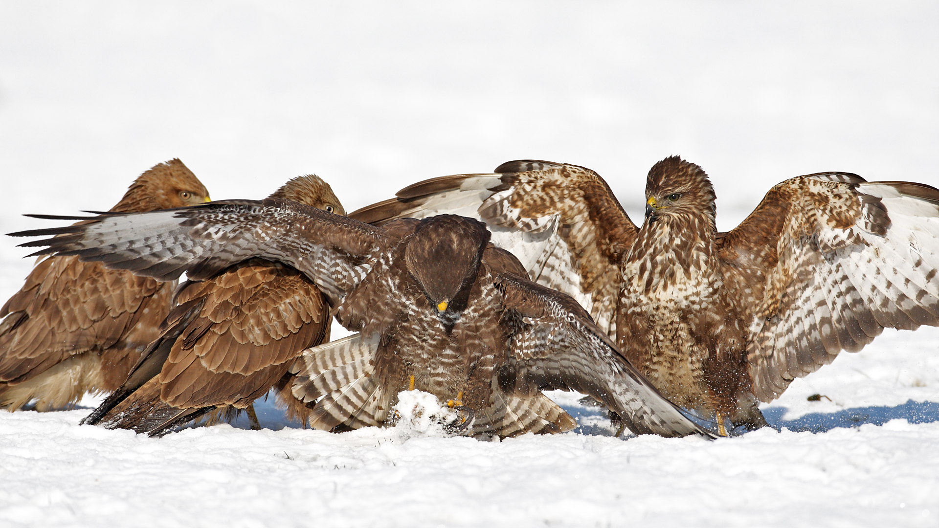 Şahin » Common Buzzard » Buteo buteo