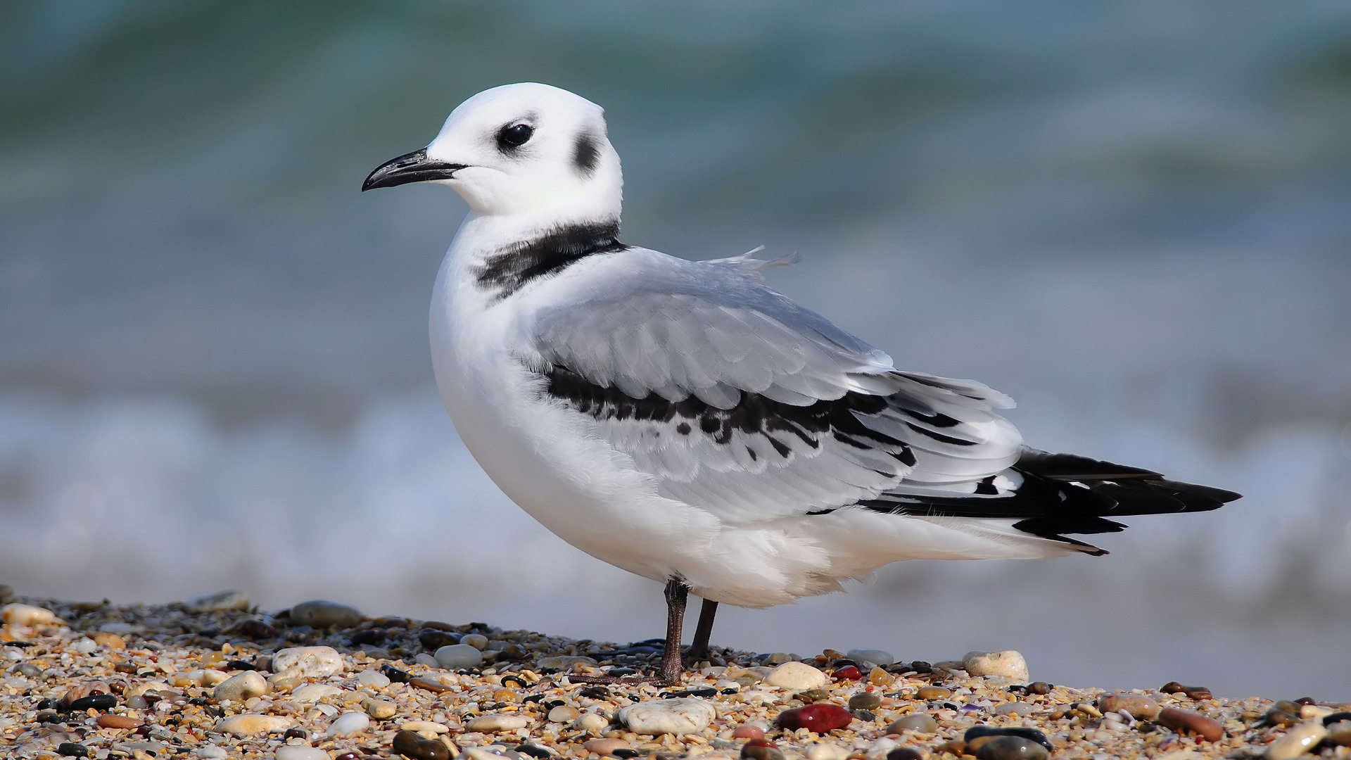 Karaayaklı martı » Black-legged Kittiwake » Rissa tridactyla