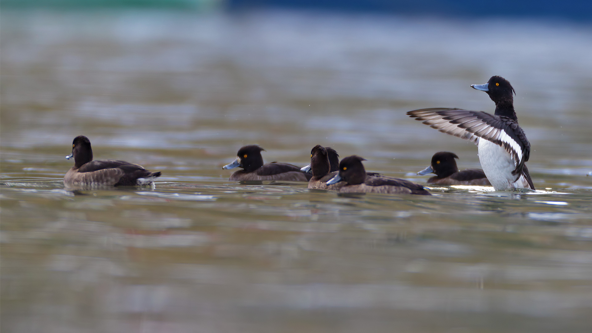 Tepeli patka » Tufted Duck » Aythya fuligula