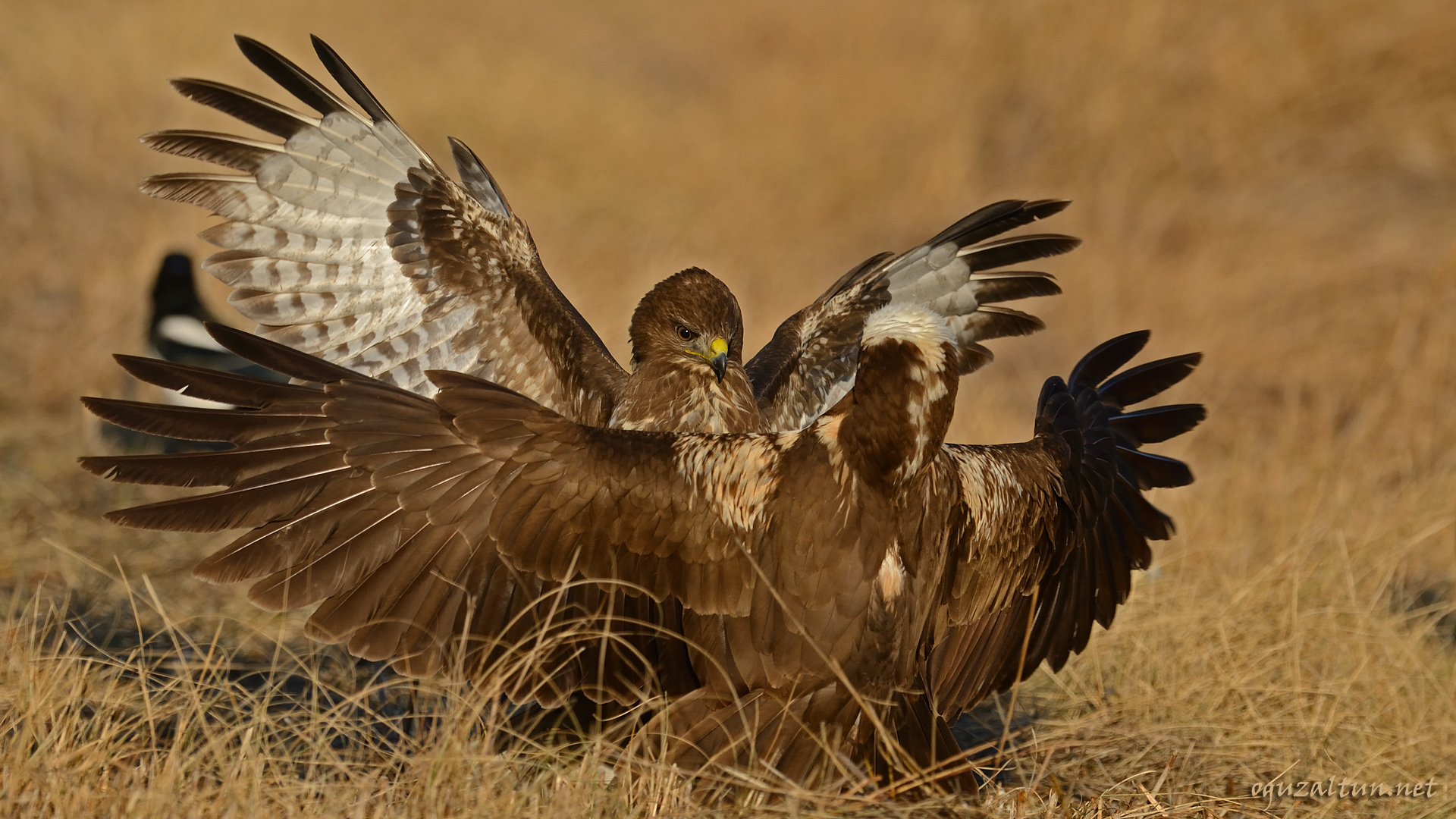 Şahin » Common Buzzard » Buteo buteo