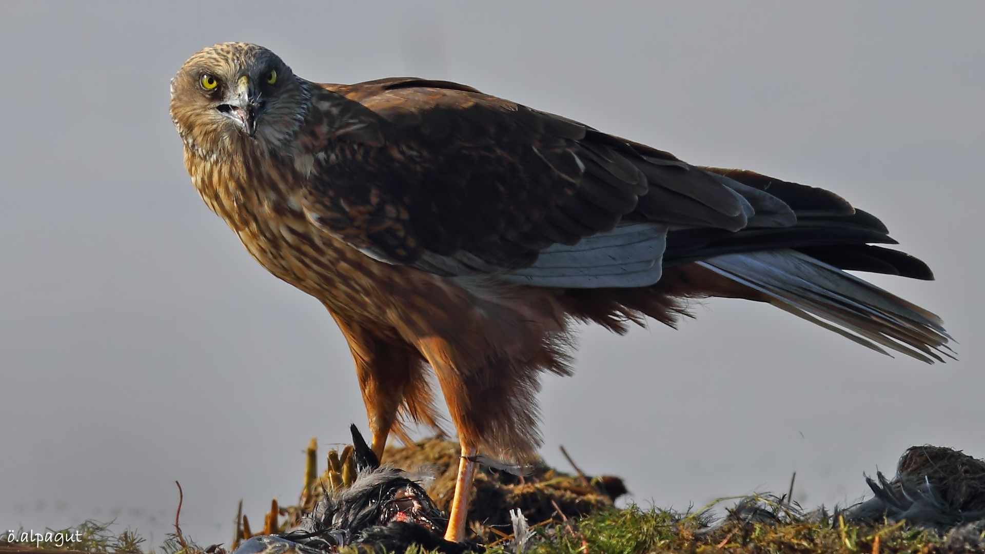 Saz delicesi » Western Marsh Harrier » Circus aeruginosus