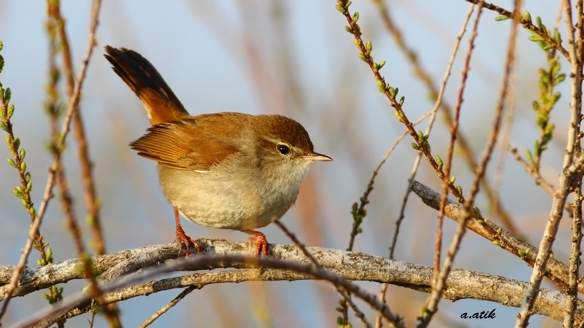 Kamışbülbülü » Cetti`s Warbler » Cettia cetti