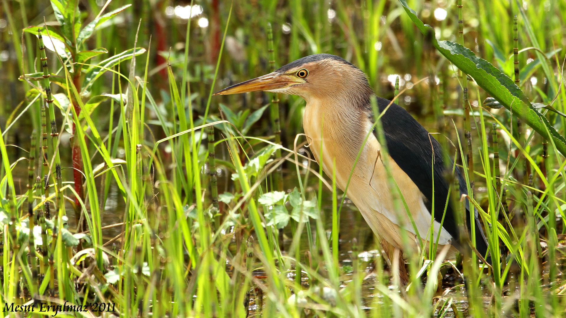 Küçük balaban » Little Bittern » Ixobrychus minutus