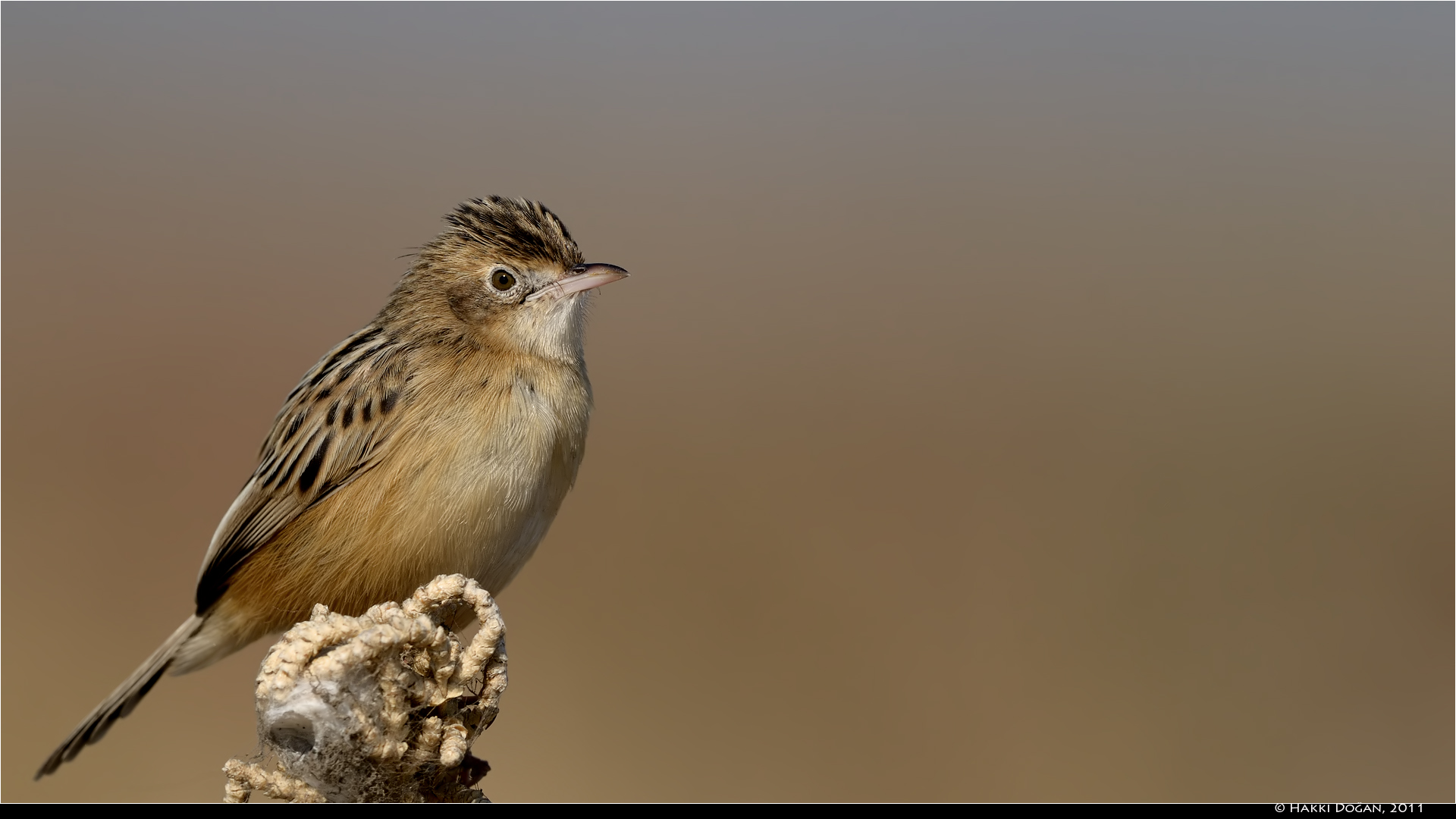 Yelpazekuyruk » Zitting Cisticola » Cisticola juncidis