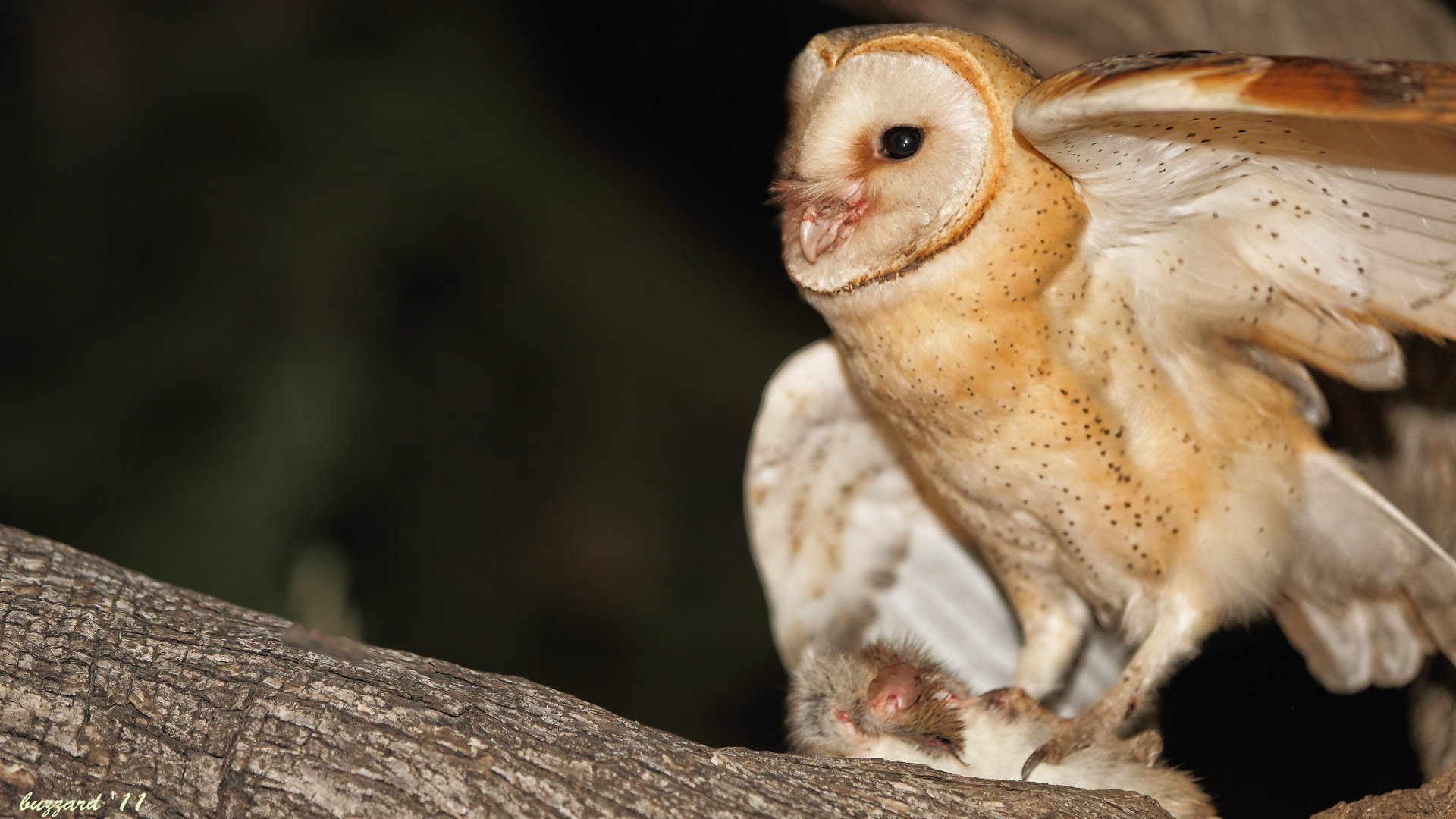 Peçeli baykuş » Western Barn Owl » Tyto alba