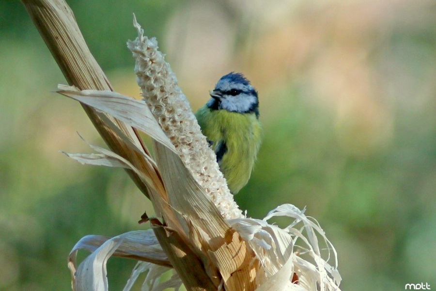 Mavi baştankara