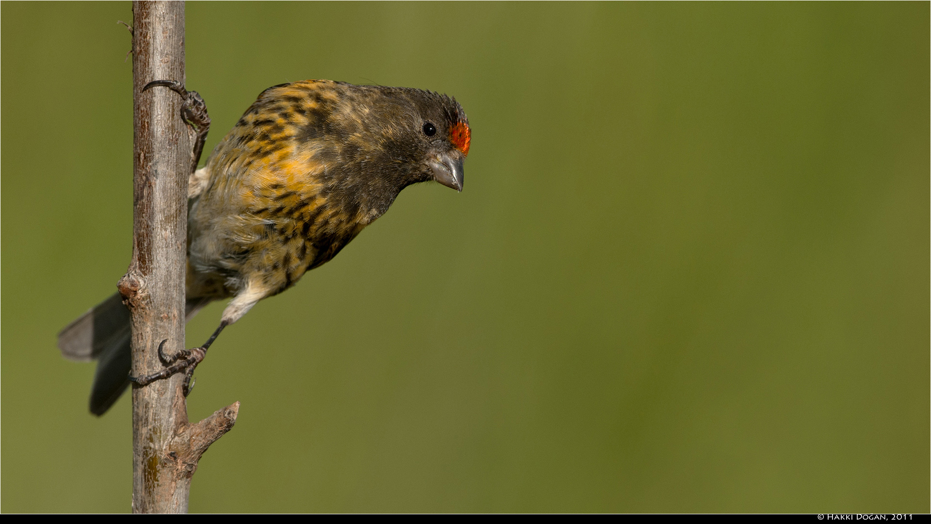 Kara iskete » Red-fronted Serin » Serinus pusillus