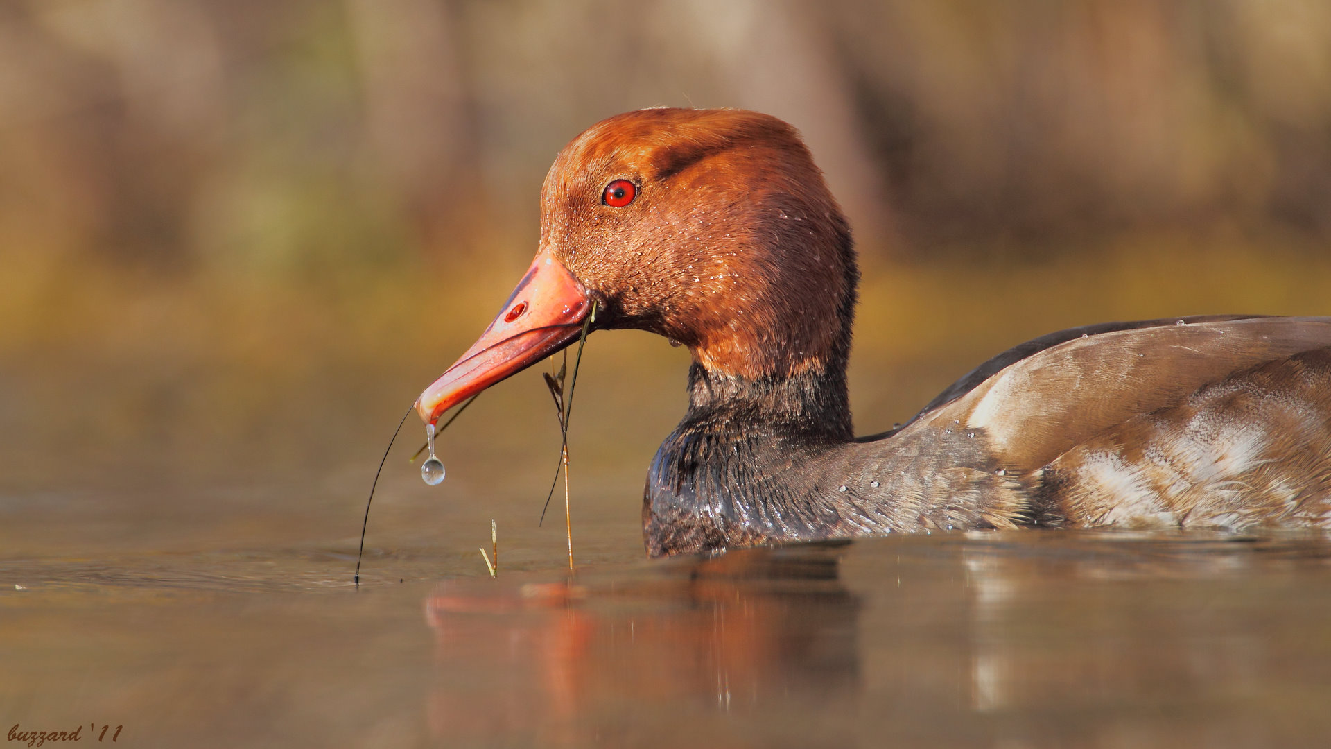 Macar ördeği » Red-crested Pochard » Netta rufina