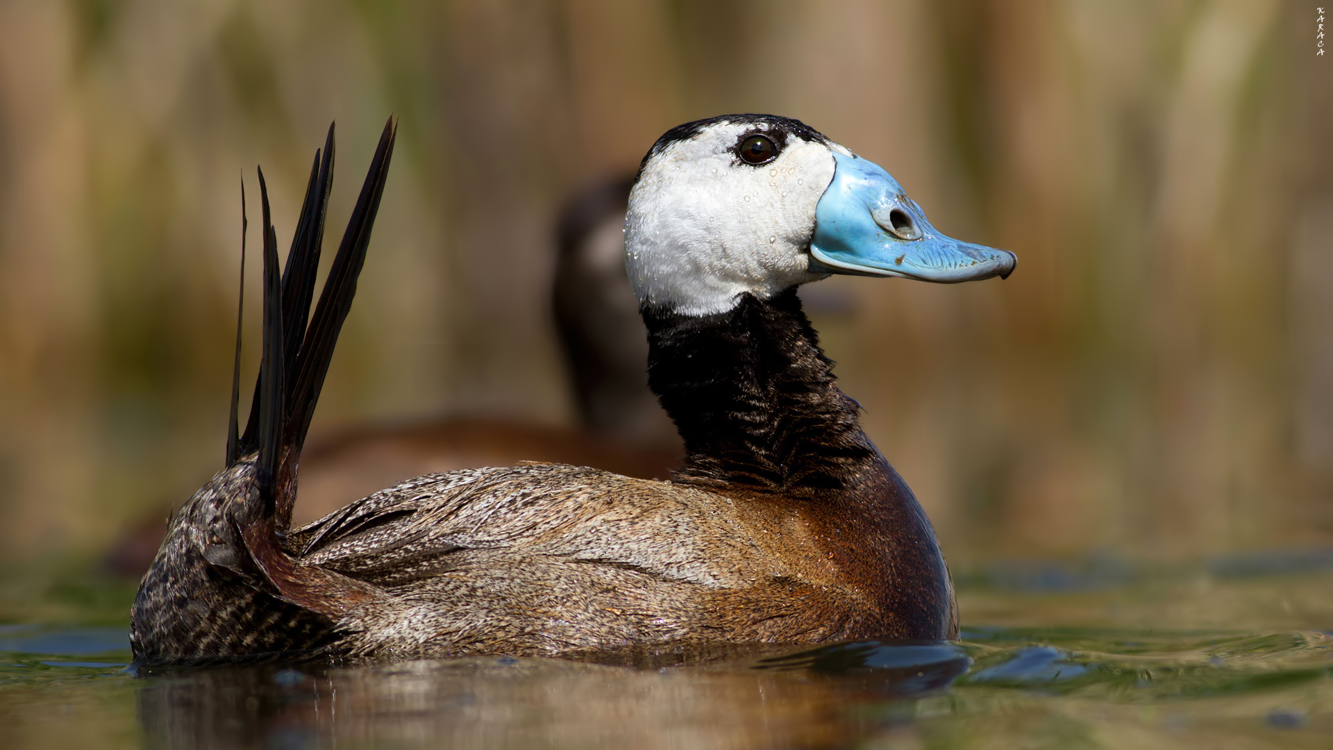 Dikkuyruk » White-headed Duck » Oxyura leucocephala