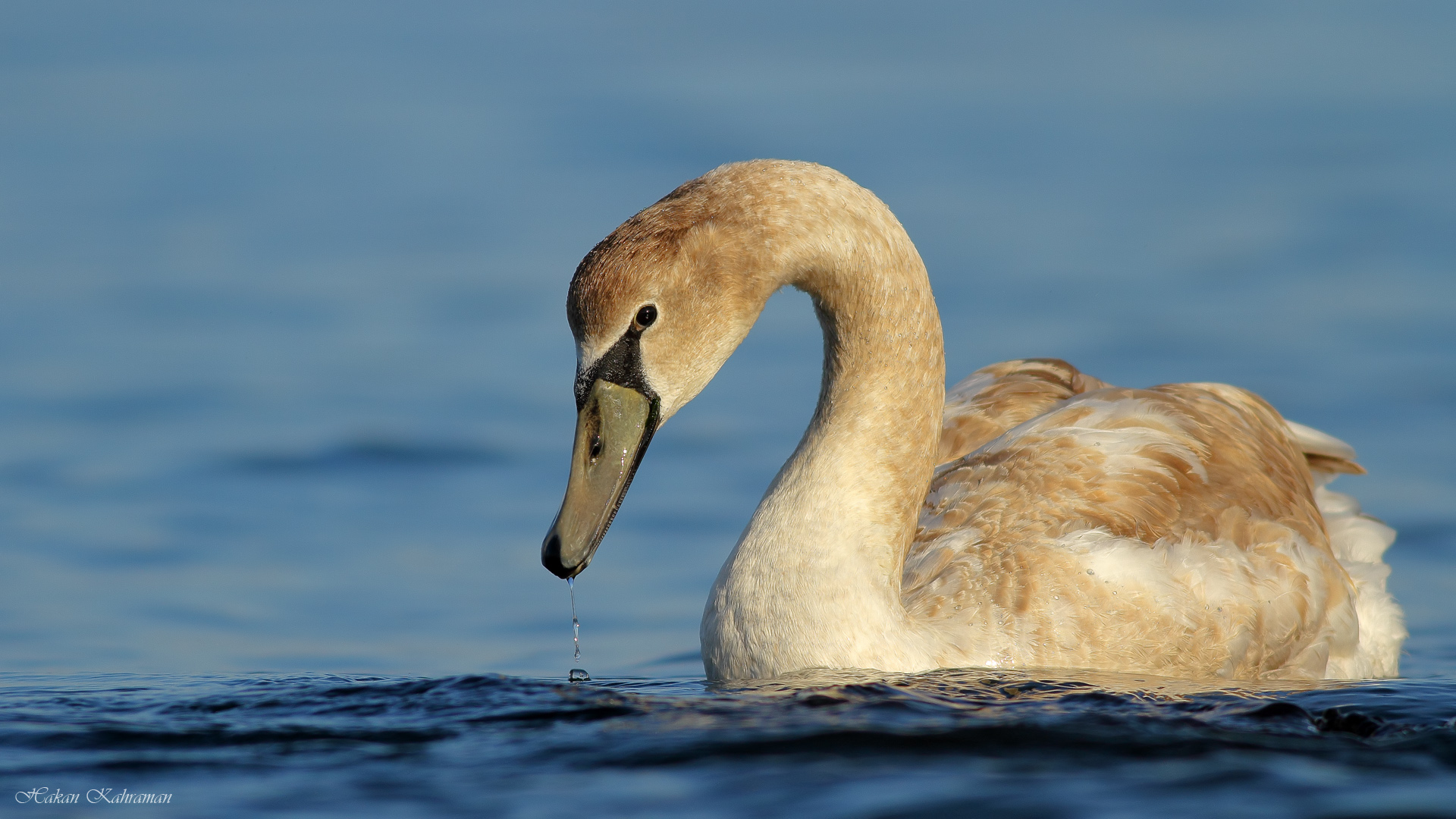 Kuğu » Mute Swan » Cygnus olor