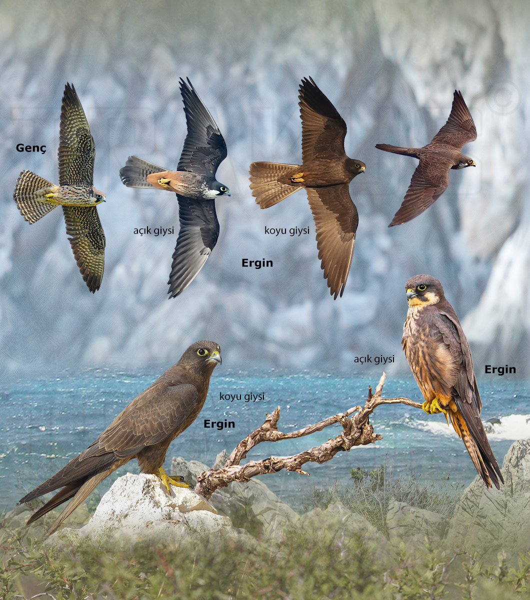 Eleonora`s Falcon